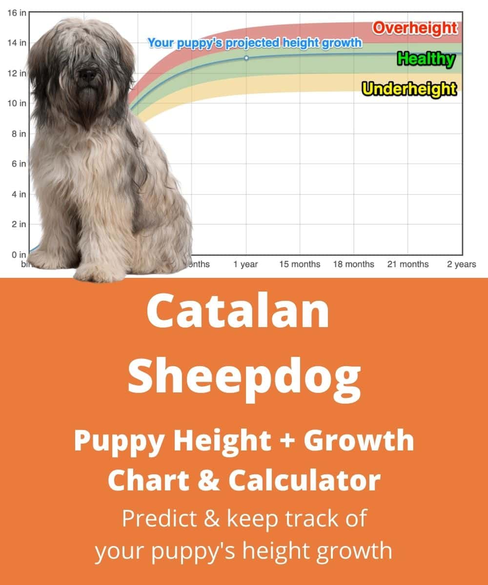 catalan-sheepdog Puppy height Growth Chart catalan-sheepdog Puppy height Growth Chart